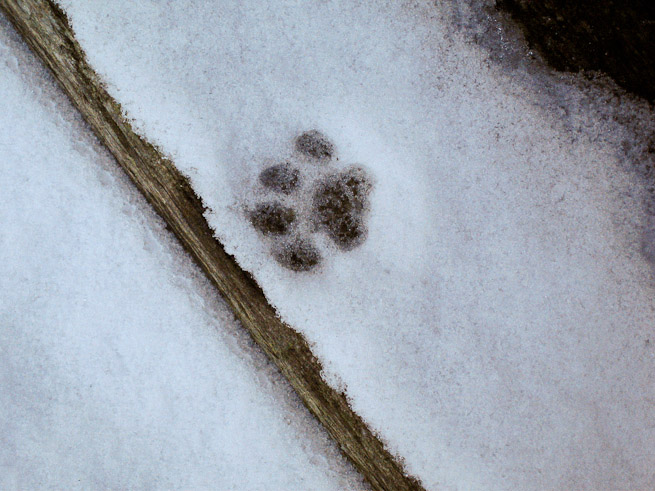 Even close to habitation, you should find good tracks in snow such as this clear print of a domestic cat.