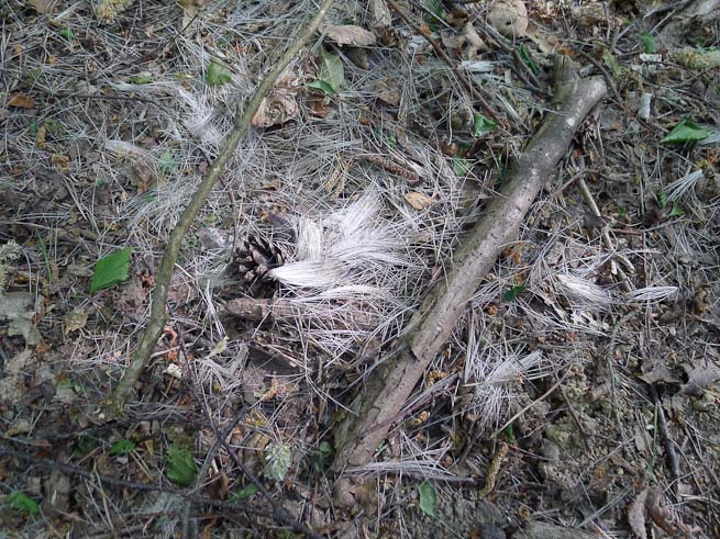 Fallow deer hairs from moulting
