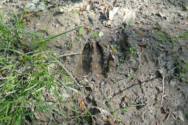 A deer footmark or “slot” in fine soil.