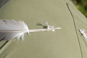 Pigeon feather from bird of prey kill site