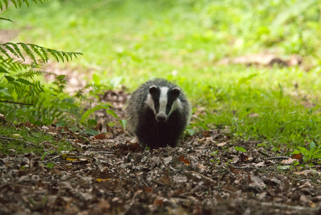 Juvenile badger coming down a grassy track