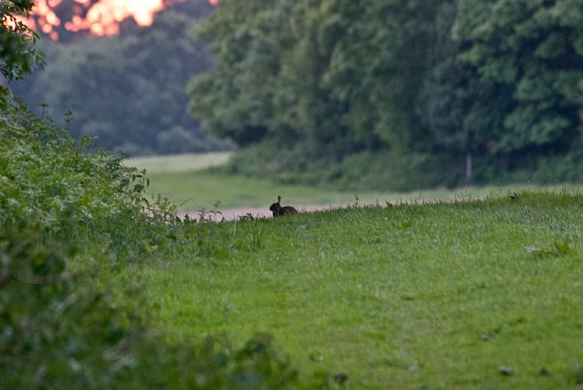 Rabbit silhouetted