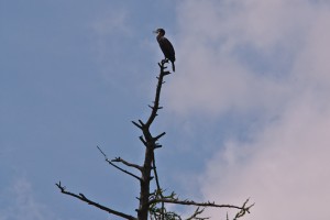 Cormorant on top of tree