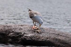 Herring Gull with a dead fish.