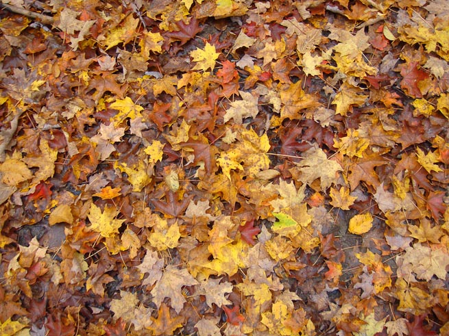 Maple leaves on the ground in the Fall...