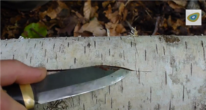 Lifting birch bark from a log with a bushcraft knife
