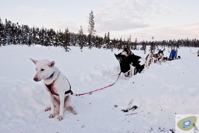 Huskies In The Snow