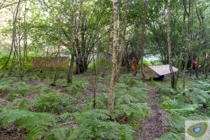 Frontier Bushcraft clients pitching tarps in mixed woodland