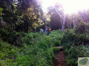 Hiking the lower slopes of Kilimanjaro