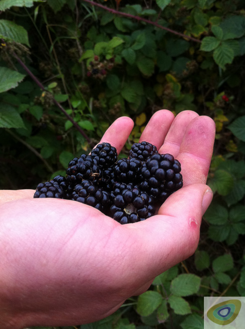 Many a blackberry was tested before the required quantity had been collected. Photo: Henry Landon.