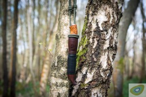 Kellam knife in a sheath hanging from a silver birch tree