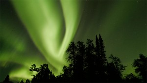 Aurora over boreal forest tree silhouettes