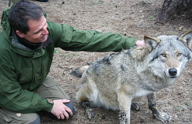 Jeremy Ray with a wolf