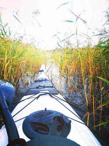 paddling through reed beds