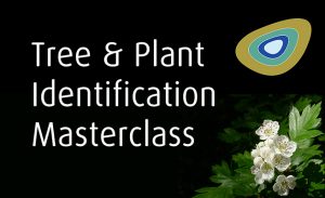 Tree and Plant Identification Masterclass Frontier Bushcraft
