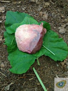 wrapping meat in burdock and garlic mustard leaves which are food safe