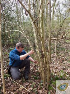 selecting hazel for gypsy flower carving