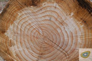 slice view of log showing rings