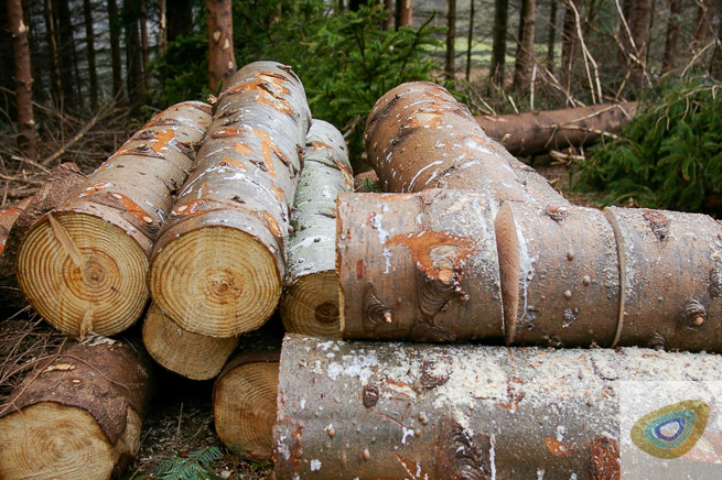 logs ready for drying and burning