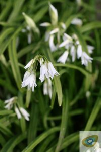 Three-cornered Leek/Garlic, Allium triquetrum