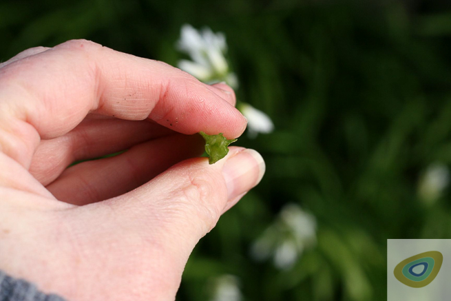 Three-cornered Leek/Garlic, <em>Allium triquetrum</em>