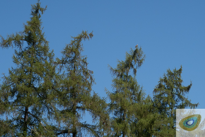 Osprey at top of tree against blue sky background