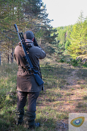 Man with slung full bore rifle while looking for deer in the forest