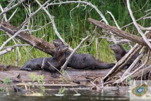 Otters on a log in Canada