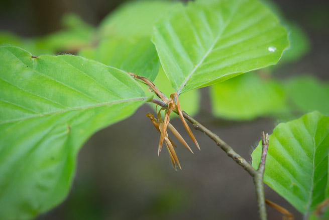 Beech Leaf Noyau – A Delectable Botanical Infusion