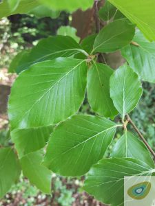 Beech leaves, Fagus sylvatica
