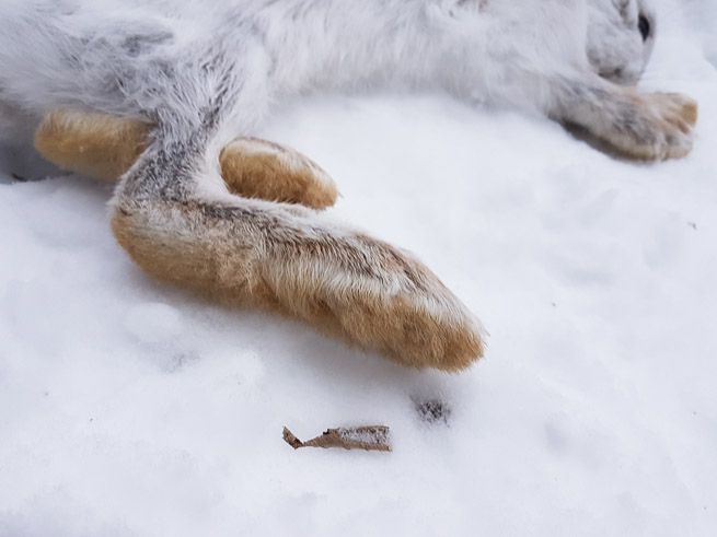 Snowshoe hare foot and part of body